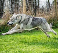 a gray and white dog running in the grass