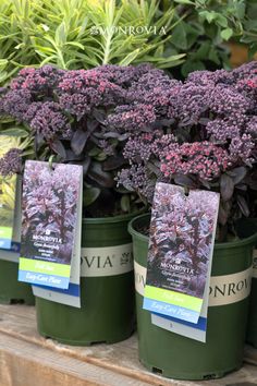 purple flowers are in green buckets on the shelf next to other plants and shrubs