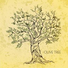 an olive tree with roots and green leaves on a yellow grungy background, hand drawn