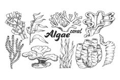 an image of seaweed and corals with the word algae on it's side