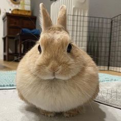 a brown and white rabbit sitting on top of a bed next to a blue rug