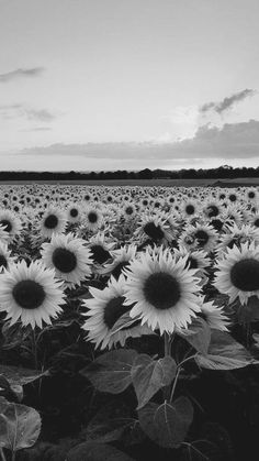 black and white photograph of sunflowers in a field at sunset with clouds overhead