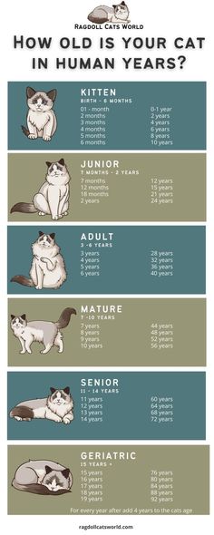 an info sheet with cats in different colors and sizes, including the words how old is your cat in human years?