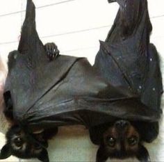 two bats hanging upside down on the wall