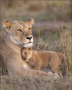 a mother lion and her cub resting in the grass