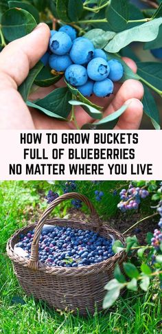 blueberries in a basket with text overlay how to grow buckets full of blueberries no matter where you live