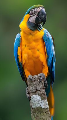 a blue and yellow parrot sitting on top of a tree branch