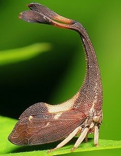 a close up of a bug on a green leaf