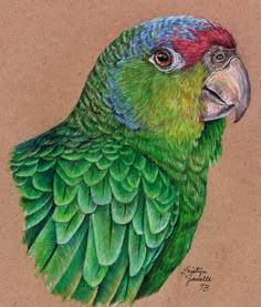 a drawing of a green parrot with red head and blue wings, sitting on a brown background