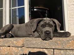 a large gray dog laying on top of a window sill next to a brick wall