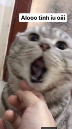 a person holding a cat with its mouth open and the caption above it says, alooooo tra lii trai tru tra tra tra tira di jori idi