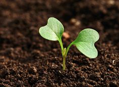 the seed is the world of god luke 8 17 - 11am, and he will be able to grow it