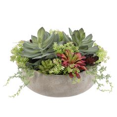 an arrangement of succulents and other plants in a cement bowl on a white background