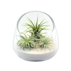 an air plant in a glass vase filled with sand