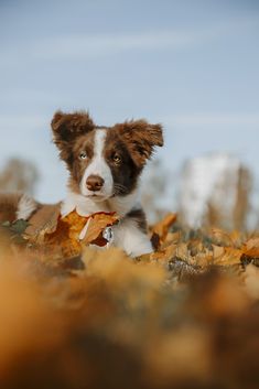 a brown and white dog laying on top of leaves