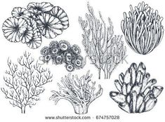 seaweed and corals drawn in pencil on white paper stock photo - illustration of marine life