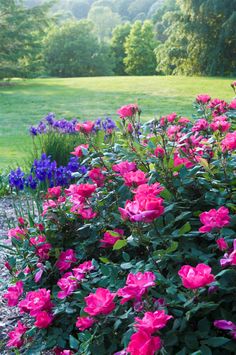 pink flowers are blooming in the garden next to some blue and purple flowers with green leaves