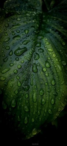 green leaf with drops of water on it