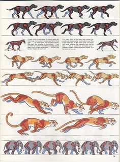 an illustrated guide to the different types of greyhounds and running dogs, with instructions for each