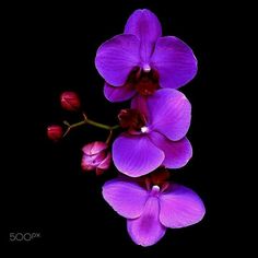 purple orchids are blooming on a black background