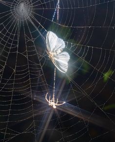 a spider web with a white butterfly on it's back and light shining through