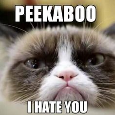 a grumpy cat with the caption i hate you peekaboo