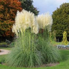 some very pretty plants in a big grassy field