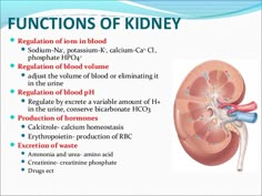 an image of the functions of kidney