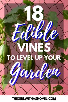 Embark on a journey that's both visually stunning and culinarily delightful, with these '18 Beautiful and Edible Vines for your Home Landscape'. These vines not only add a touch of elegance to your home but offer a variety of delicious fruits and vegetables for your palette. Let's explore the world of edible vines together and bring some greenery to your dining table. Best Vines To Grow On House, Ideas For Viney Plants, Best Indoor Vine Plants, Chocolate Vine Plants, Edible Vines Plants, Vine Garden