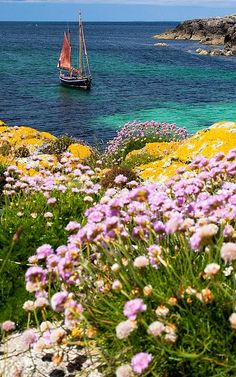 a sailboat is in the water near some wildflowers