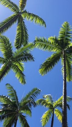 palm trees against a blue sky with no clouds