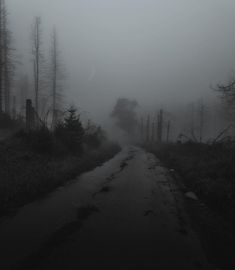 an empty road surrounded by trees in the fog