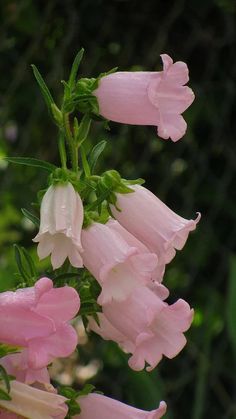 pink flowers are blooming in the garden