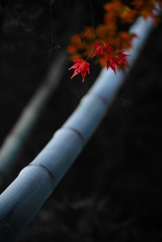 a bamboo pole with red leaves on it and another plant in the back ground next to it