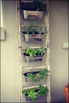 an old ladder is used as a herb garden