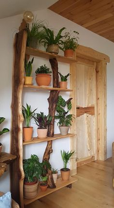 a wooden shelf filled with lots of potted plants