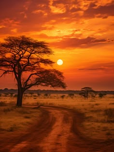 the sun is setting over an open field with a tree and dirt road in front of it