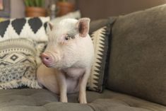 a small pig sitting on top of a couch