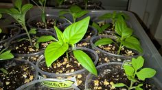 seedlings are growing in plastic containers on a table