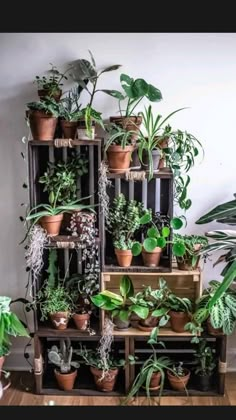 many houseplants are arranged on wooden shelves