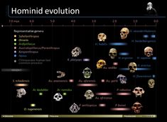 the evolution of human skulls and their origins