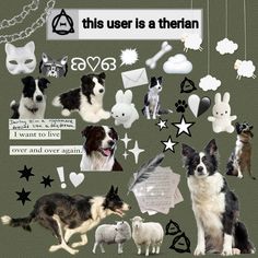 a collage of dogs, cats and other animals with words above them that read this user is a therian