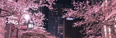 cherry blossoms are blooming on the trees in front of tall buildings at night time