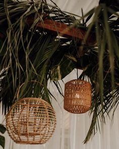 two wicker baskets hanging from a palm tree in an indoor space with white drapes