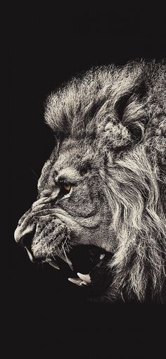 a black and white photo of a lion's face with it's mouth open