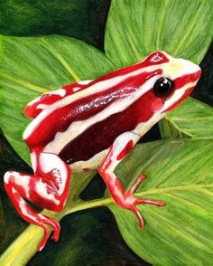 a red and white frog sitting on top of a green leaf