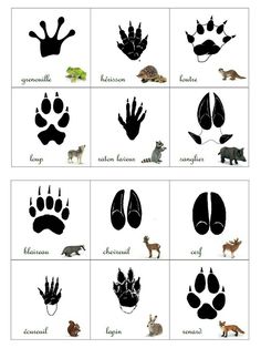 an animal's footprints are shown in black and white, with the names below them