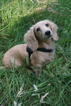 a small dog is sitting in the grass