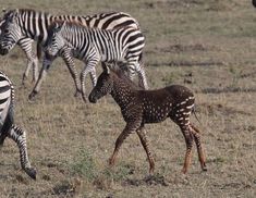 a group of zebras running in the grass together with one baby giraffe