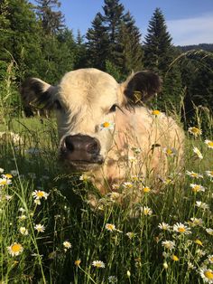 a cow is laying in the grass with daisies around it's neck and looking at the camera